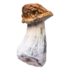 penis envy mushroom