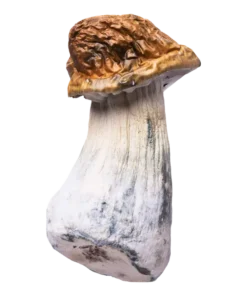 penis envy mushroom