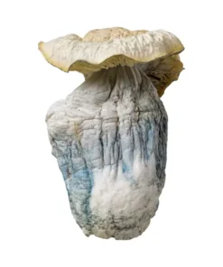 Albino Bluey Vuitton