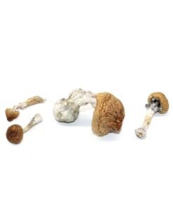 Lizard King Mushroom Strain