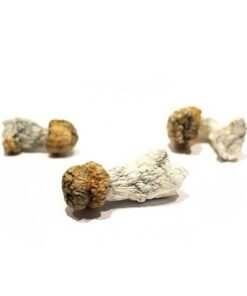 trinity magic mushroom