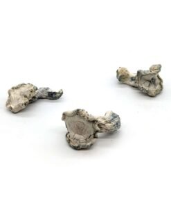 True Albino Teacher (TAT)